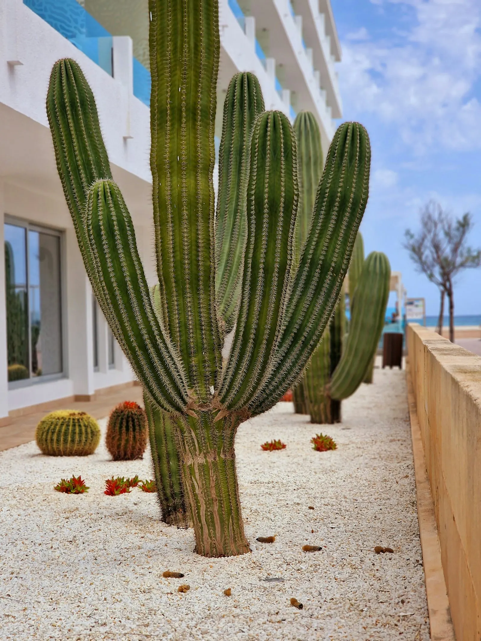 Decomposed-granite walkway between turf and cactus beds in a Phoenix front yard.