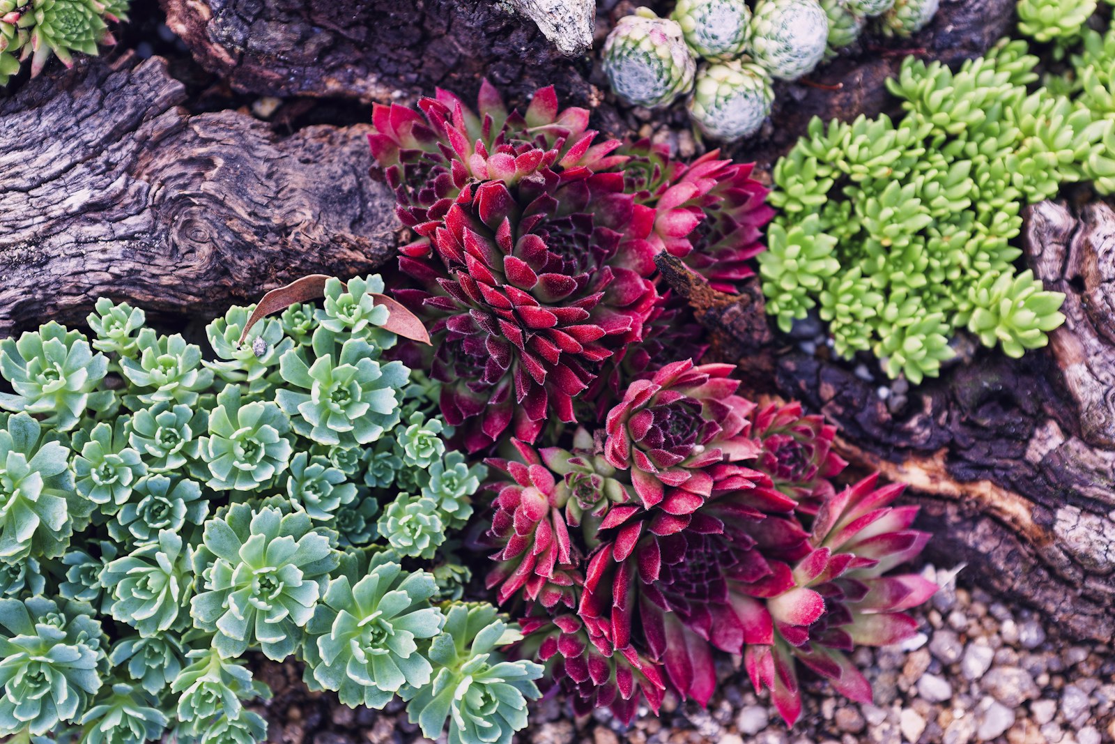 Succulent bed bordered by a clean turf edge along a paver walkway.